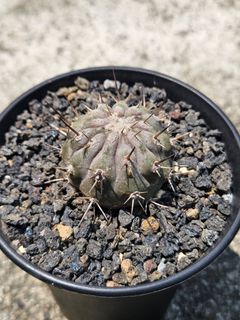 （分類：）位於 。 由 lovecaudex 提交（商品編號 1218566090，圖片 1）。簡介： 。