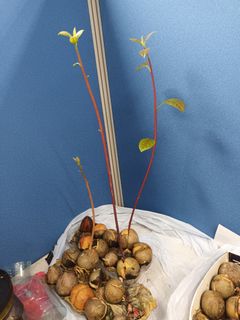 （分類：）位於 。 由 tamkaiy 提交（商品編號 1226191364，圖片 1）。簡介： 。