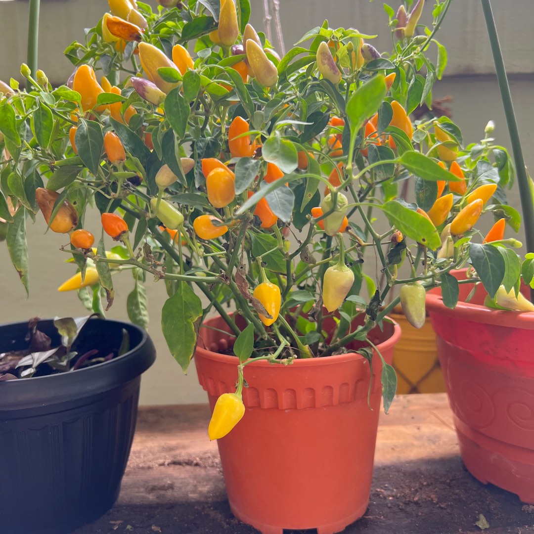Chilli plant, Furniture & Home Living, Gardening, Plants & Seeds on