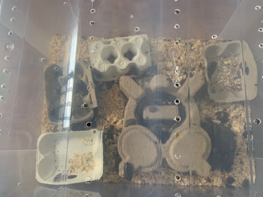 Complete Dubia cockroach colony for sale, Pet Supplies, Pet Food on