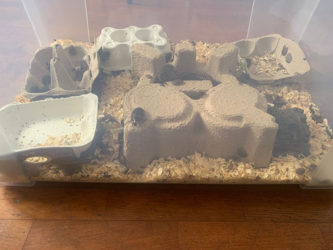 Complete Dubia cockroach colony for sale, Pet Supplies, Pet Food on