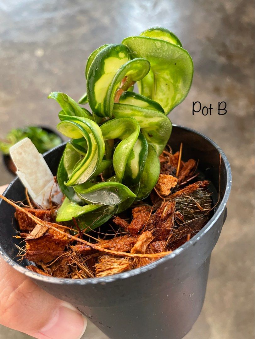 Hoya compacta Mauna Loa, Furniture & Home Living, Gardening, Plants