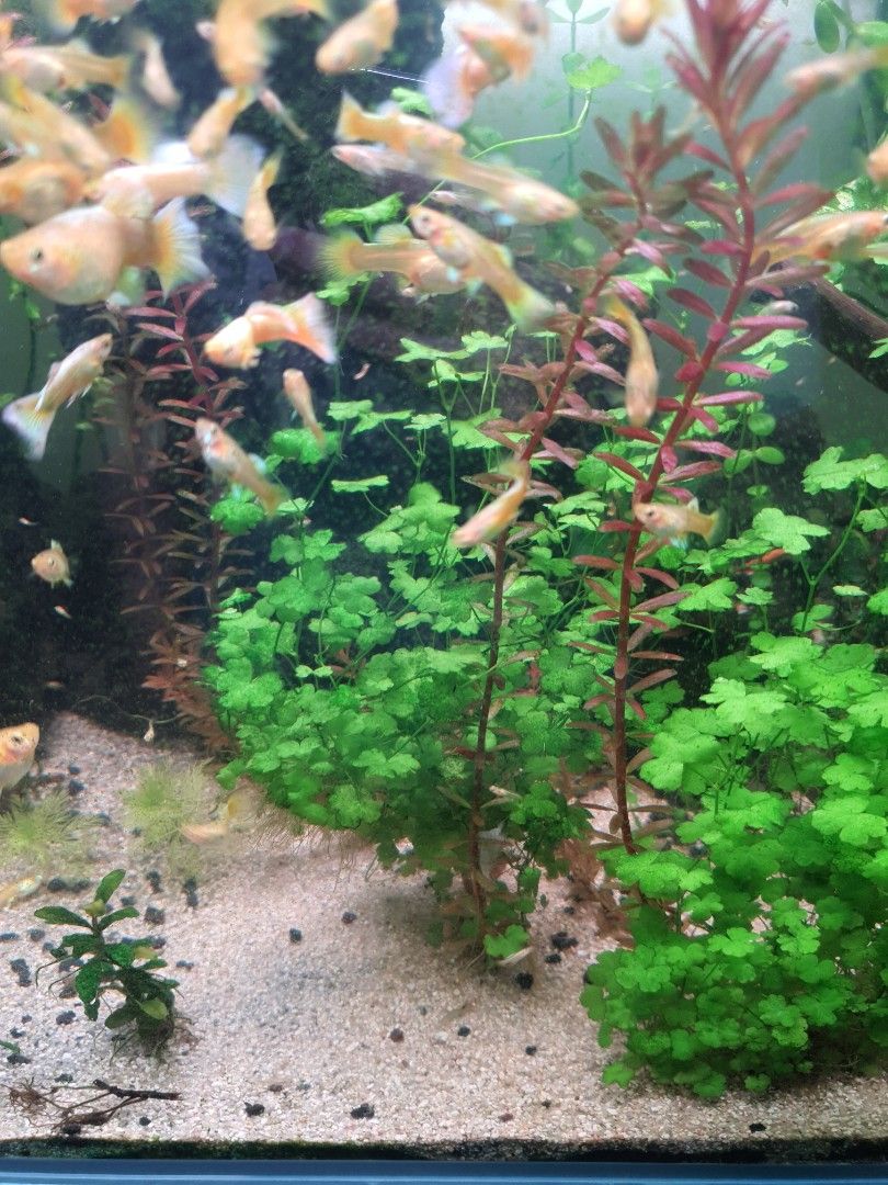 Hydrocotyle Tripartita, Furniture & Home Living, Gardening, Plants ...