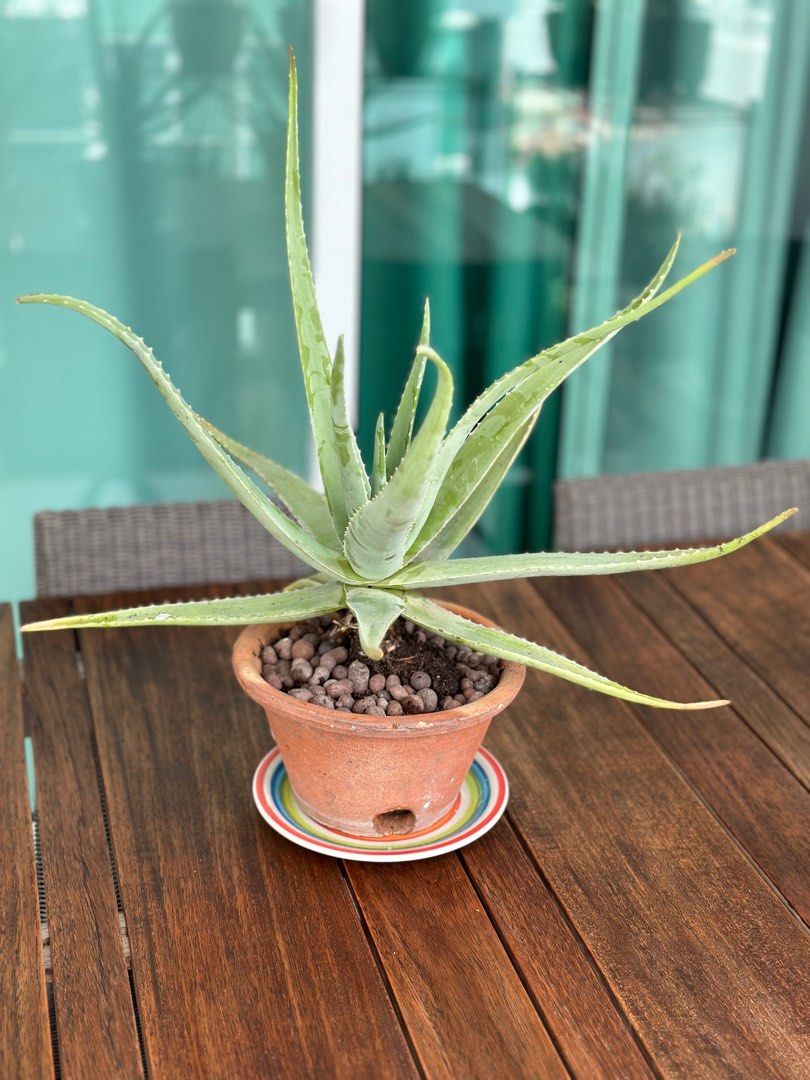 2 Matured Aloe Vera Plants With Clay Pots Furniture And Home Living Gardening Plants And Seeds On 9249