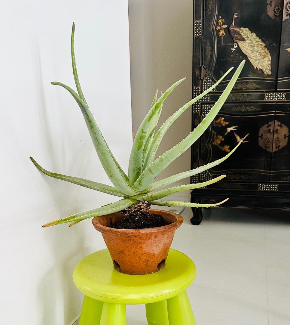 Matured Aloe Vera Plants With Clay Pots Furniture And Home Living Gardening Plants And Seeds On 9439
