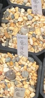 由 albertwu58 (刊登 ID 1226292485，圖片 1) 提交，位於 的 (類別：)，說明：。