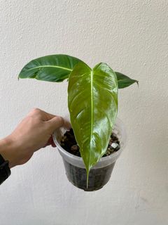 (Category: ) located in . Submitted by p_for_plantdetta (Listing ID 1226298731, Image 1). Description: .