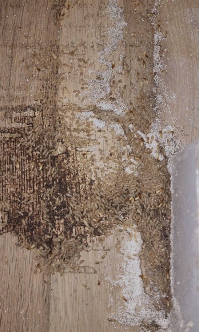Professional Termite Control White ants Pest control NEA licenced since