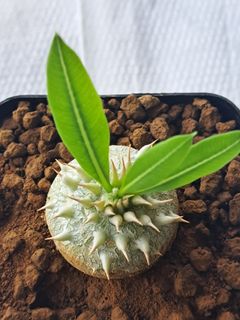 （分類：）位於 。 由 hkplanthk 提交（商品編號 1226361580，圖片 1）。簡介： 。