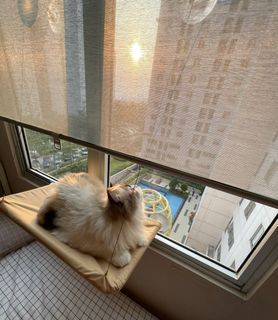 HARGA NETT DI LUAR ONGKIR | BACA DESKRIPSI | Preloved Hammock Kucing Jendela Gantungan Dudukan Anabul Tempat Tidur Santai Menggantung Tempel Hook Second Bekas