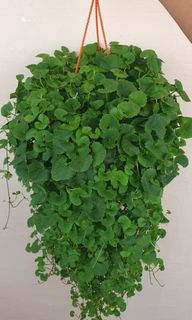 (Category: ) located in . Submitted by urban.cultivar (Listing ID 71787328, Image 1). Description: .