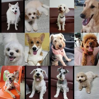 (Category: ) located in . Submitted by wagsandsmiles (Listing ID 1168205737, Image 1). Description: .