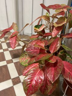(Category: ) located in . Submitted by jlowhm (Listing ID 1226447747, Image 1). Description: .
