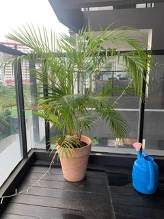 (Category: ) located in . Submitted by celiasingapore (Listing ID 1226344816, Image 1). Description: .