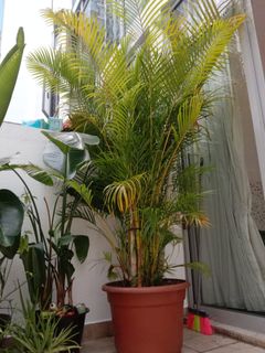 (Category: ) located in . Submitted by yamcancook (Listing ID 1226597568, Image 1). Description: .