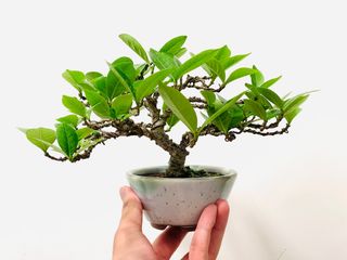 吾妻五葉松/日本進口小品盆栽/五針松/水明盆藝, 傢俬＆家居, 園藝 