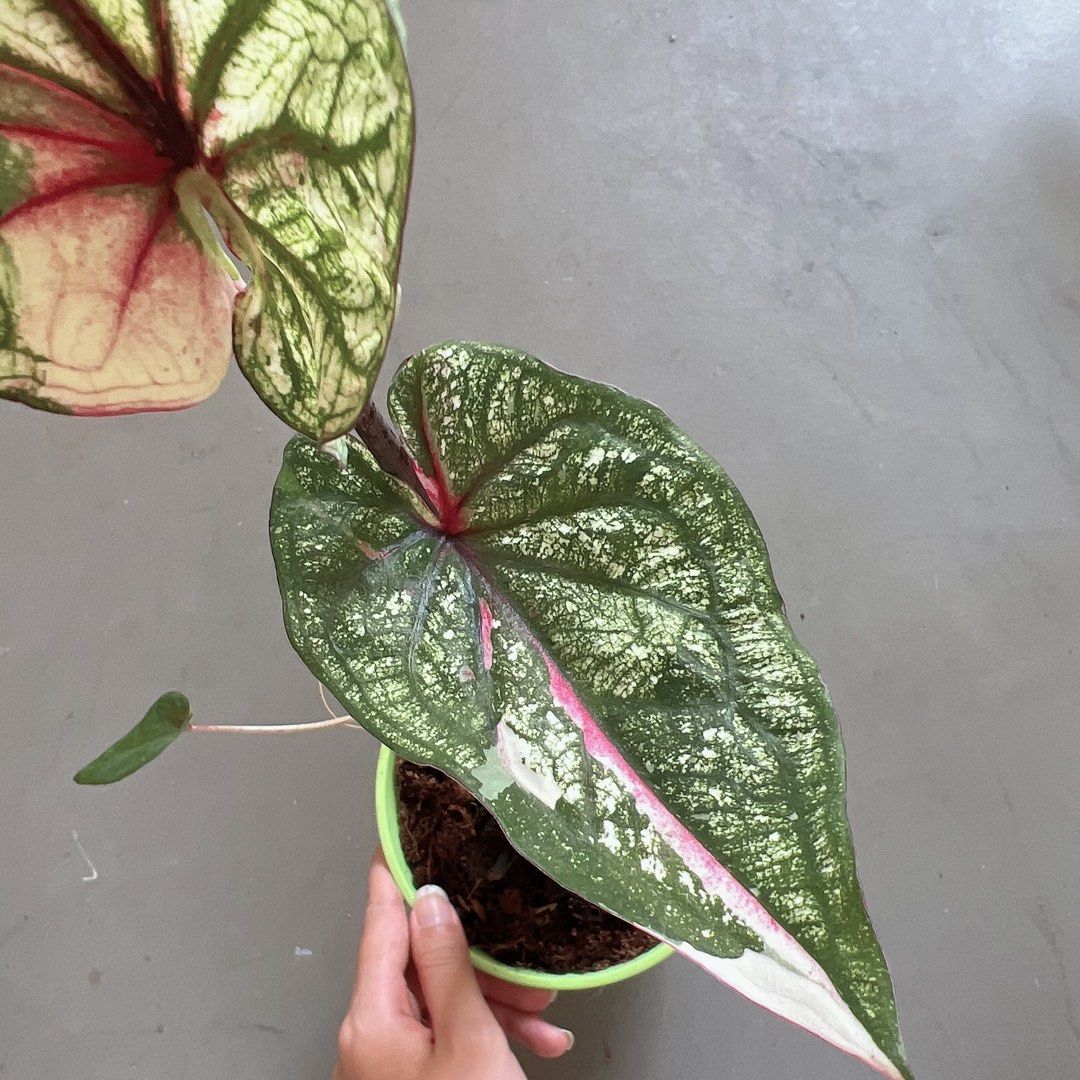Caladium variegated, Furniture & Home Living, Gardening, Plants & Seeds ...