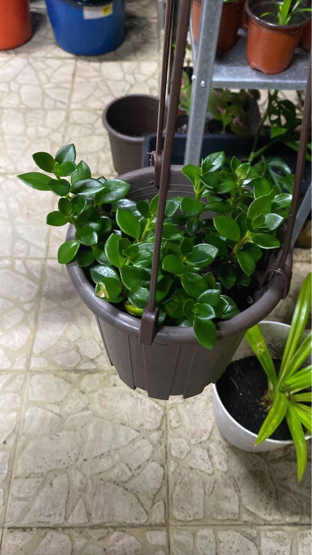 Gold fish plant, Furniture & Home Living, Gardening, Plants & Seeds on