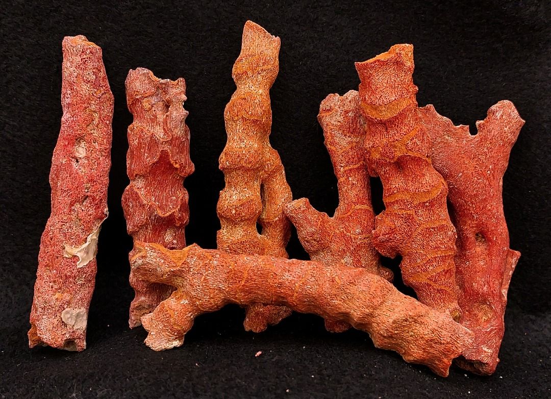 Raw red new arrivals coral