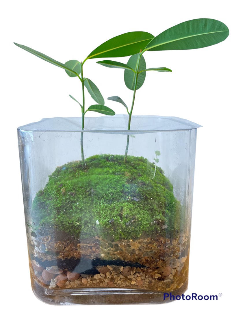 Terrarium, Furniture & Home Living, Gardening, Plants & Seeds on Carousell
