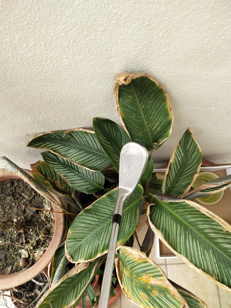 Titleist AP1 718 PITCHING WEDGE 48 DEGREE, Sports Equipment, Sports