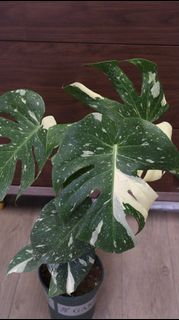 （分類：）位於 。 由 joyofplant 提交（商品編號 1226765819，圖片 1）。簡介： 。