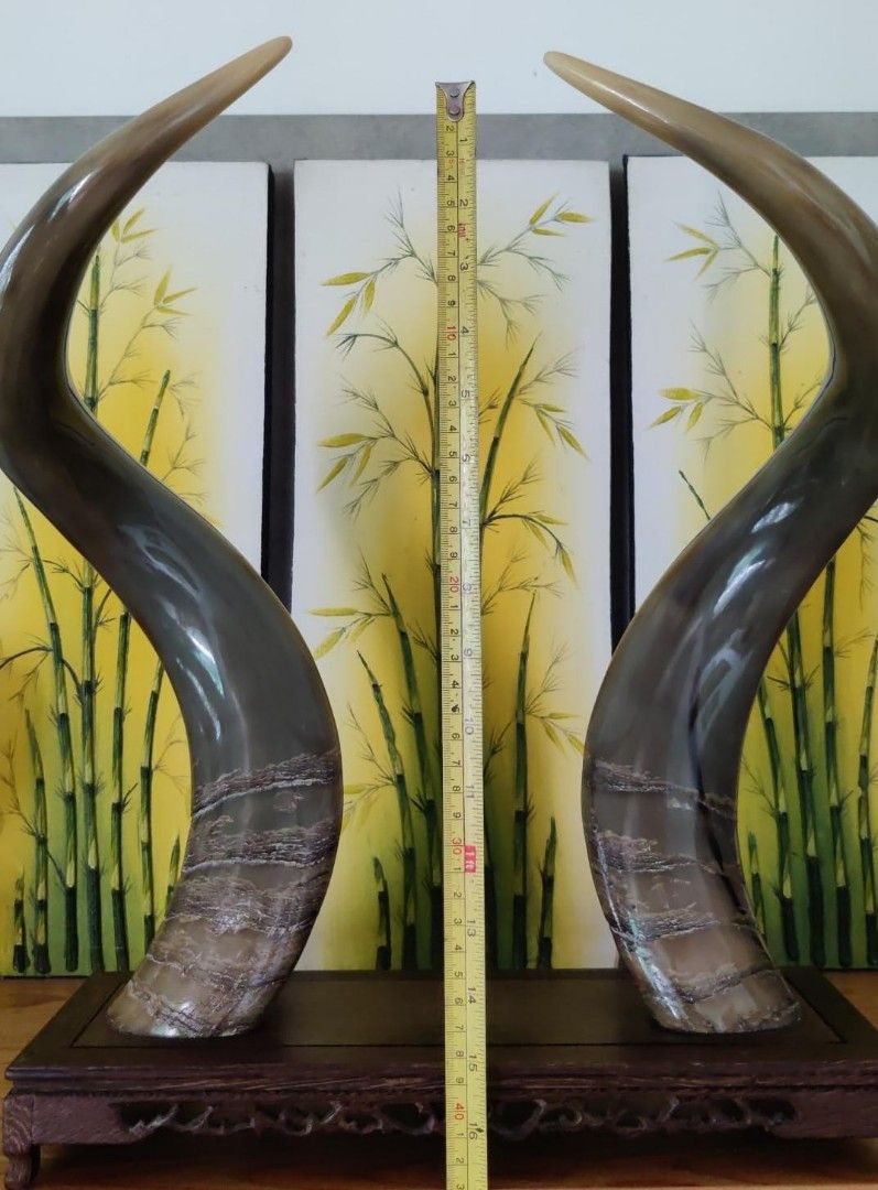 A Pair of Tibetan Yak Horns, Hobbies & Toys, Memorabilia & Collectibles
