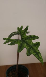 （分類：）位於 。 由 joyofplant 提交（商品編號 1224237306，圖片 1）。簡介： 。
