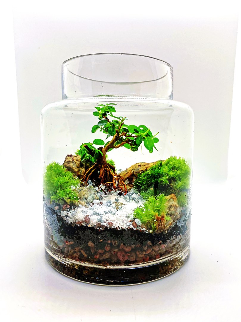 Bonsai in a bottle, Furniture & Home Living, Gardening, Plants & Seeds