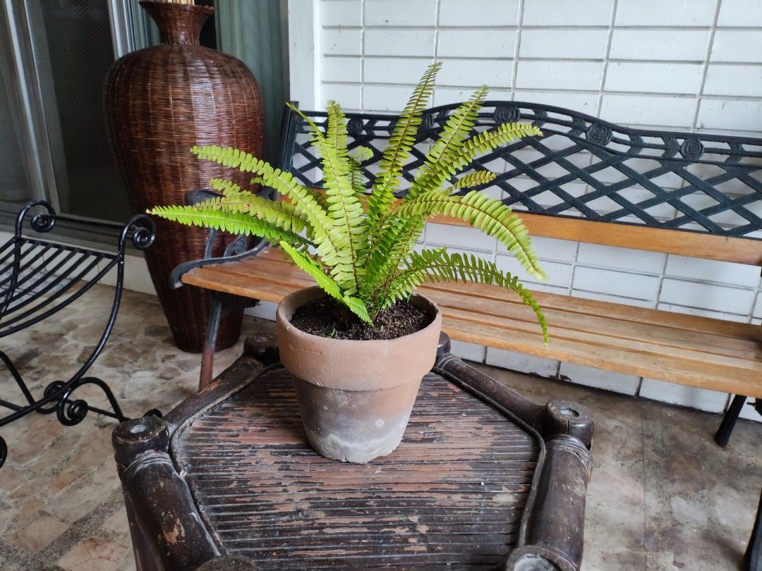 Boston Fern Plant On Carousell boston-fern-plant-on-carousell