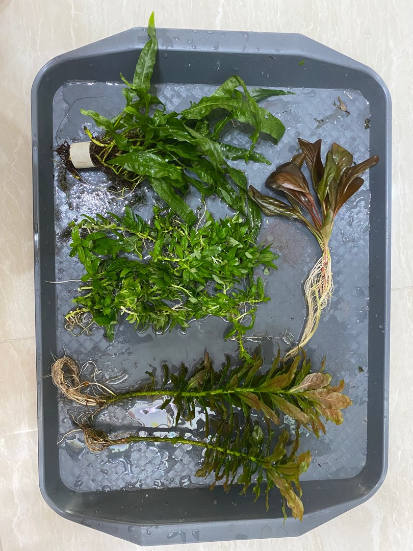 Clearance aquatic plant. , Furniture & Home Living, Gardening, Plants