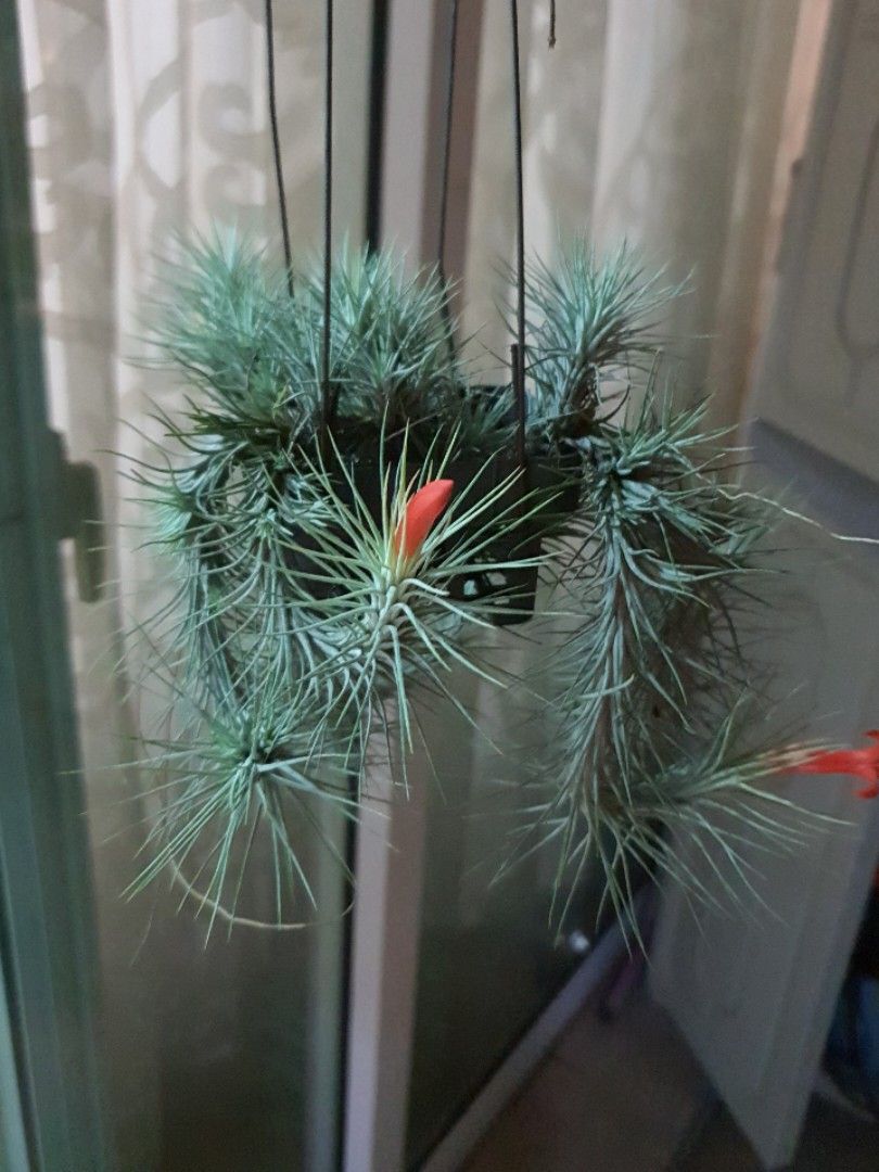 Foxtail Airplant tillandsia funckiana, Furniture & Home Living ...