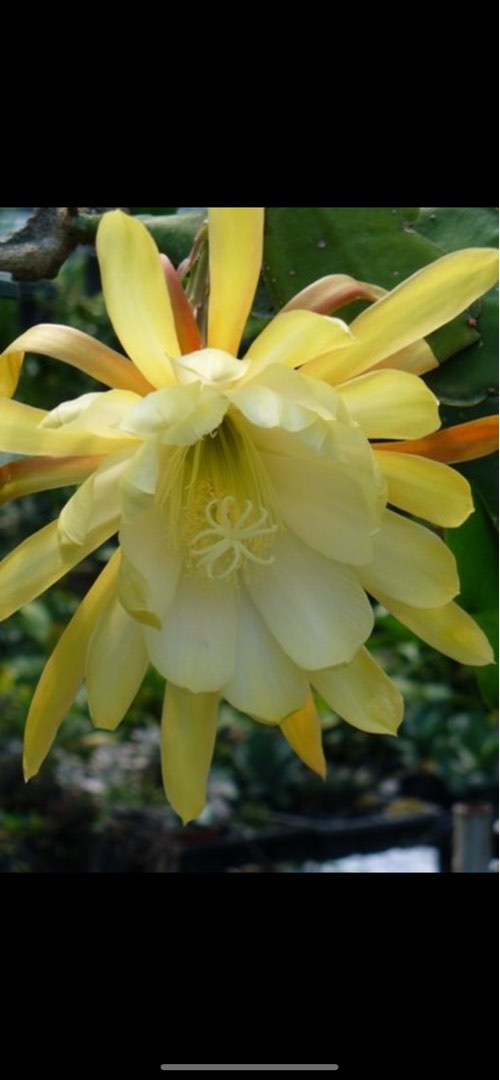 Pot of Epiphyllum Chi Chi - Big Yellow-White Flower - Queen of the ...