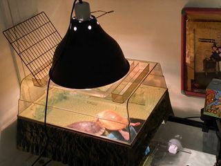 READY-STOCK! Above-tank 🐢 basking platform