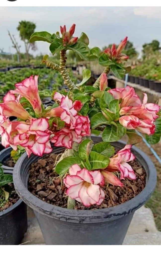 *SUPER RARE* Multipetal DHA Adenium/Baby Rose DHA Adenium, Furniture ...