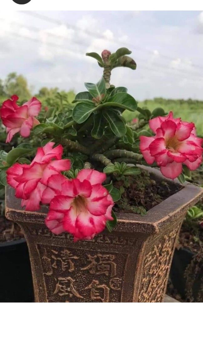 *SUPER RARE* Multipetal DHA Adenium/Baby Rose DHA Adenium, Furniture ...