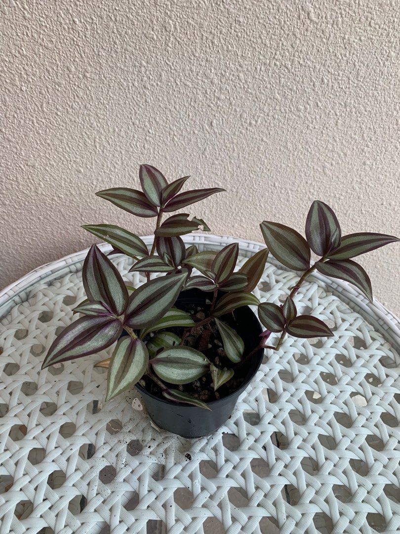 Tradescantia Zebrina, Furniture & Home Living, Gardening, Plants ...