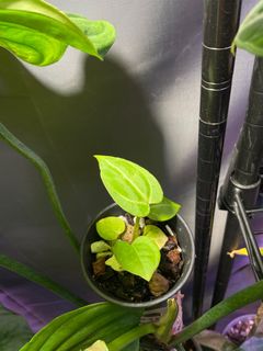(Category: ) located in . Submitted by p_for_plantdetta (Listing ID 1226973441, Image 1). Description: .