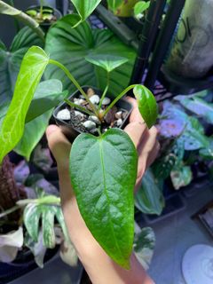 (Category: ) located in . Submitted by p_for_plantdetta (Listing ID 1226974395, Image 1). Description: .