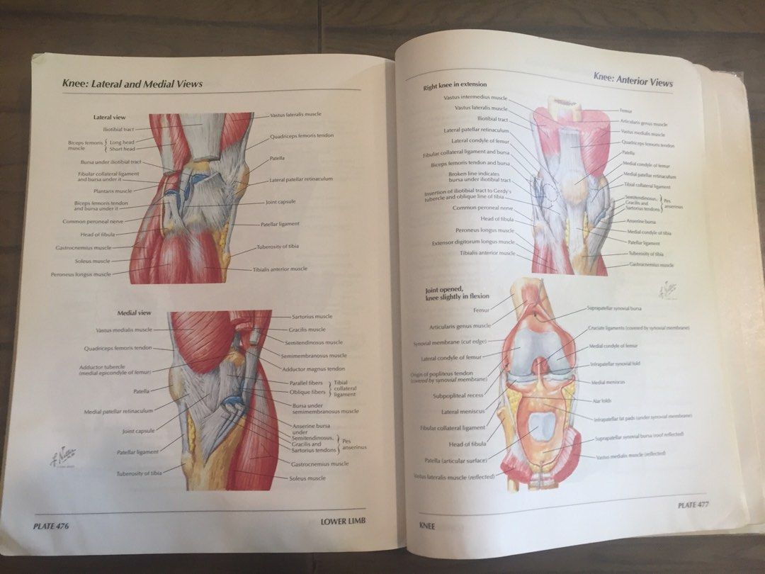 Atlas of Human Anatomy - Frank H. Netter, Hobbies & Toys, Books