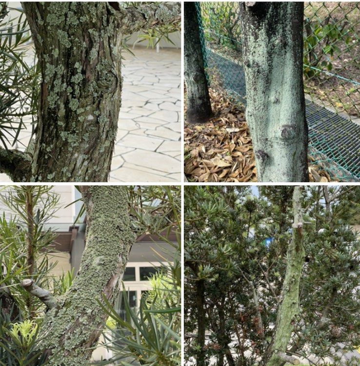 Bonsai Diseases, Treatment & Maintenance, Furniture & Home Living