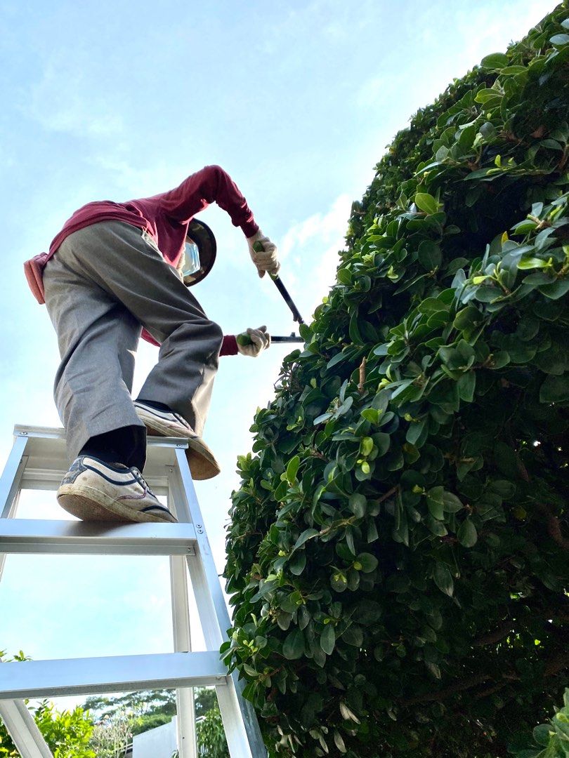 Bonsai Diseases, Treatment & Maintenance, Furniture & Home Living