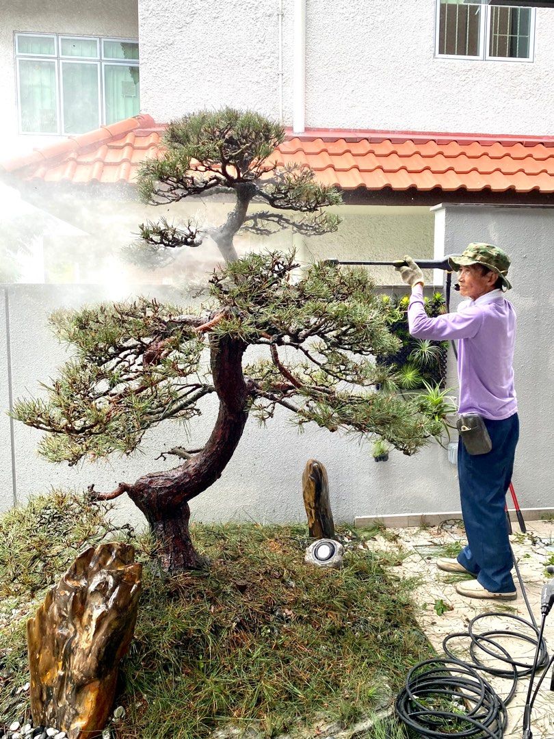 Bonsai Diseases, Treatment & Maintenance, Furniture & Home Living