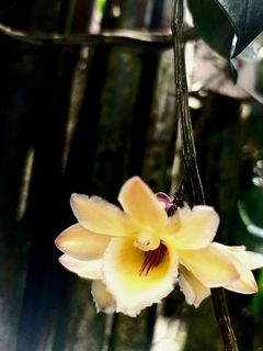 (Category: ) located in . Submitted by tli_bali (Listing ID 1226935112, Image 1). Description: .