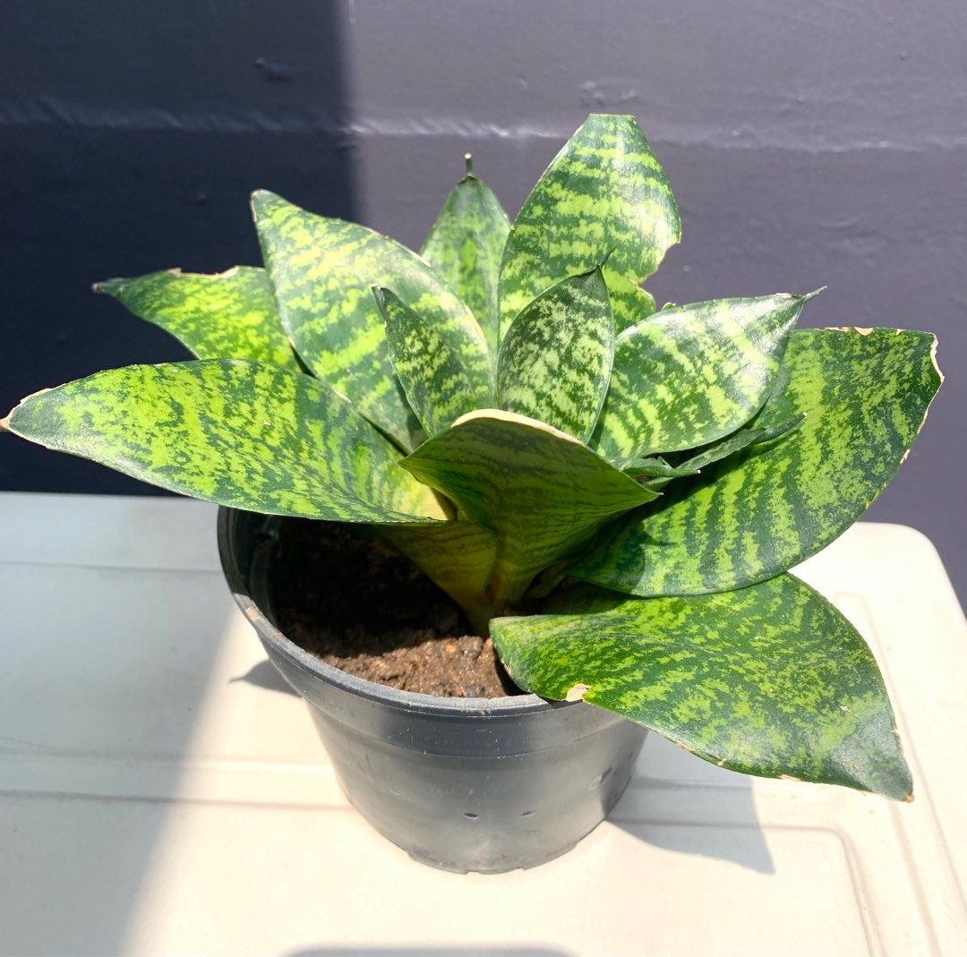 Dwarf Snake Plant / Sansevieria, Furniture & Home Living, Gardening