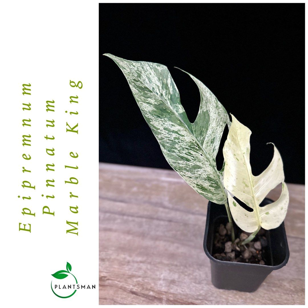Variegated Epipremnum Pinnatum Aurea, Furniture & Home Living, Gardening,  Plants & Seeds on Carousell