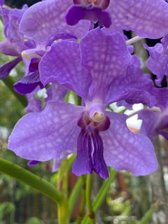 (Category: ) located in . Submitted by tli_bali (Listing ID 1226936414, Image 1). Description: .