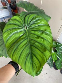 (Category: ) located in . Submitted by p_for_plantdetta (Listing ID 1226973856, Image 1). Description: .