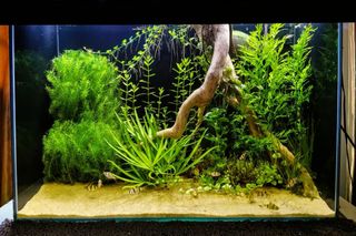 (Category: ) located in . Submitted by normancnt82912 (Listing ID 1226903002, Image 1). Description: .
