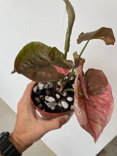 (Category: ) located in . Submitted by p_for_plantdetta (Listing ID 1226957655, Image 1). Description: .